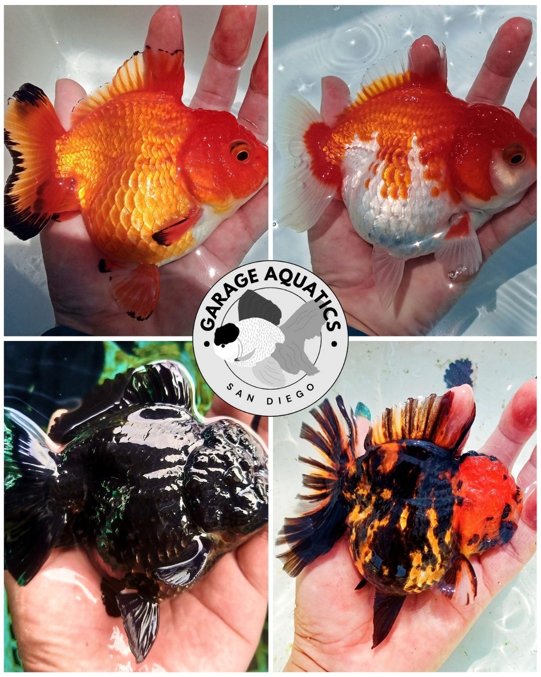 Live Fancy Goldfish Premium Thai Oranda Short Tail 3"-4" Body Apache, Panda, Tri-Color, Tiger (Our Choice)