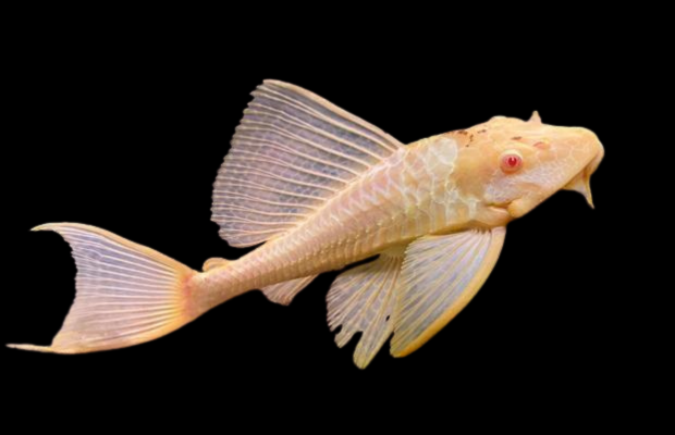 Live Freshwater Albino Red Eye Sailfin Pleco 3.00 inch