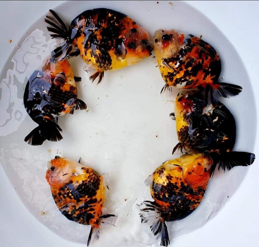 Live Premium Fancy Goldfish Red Tiger Giant Structure Ranchu Our Choice (Our Choice)