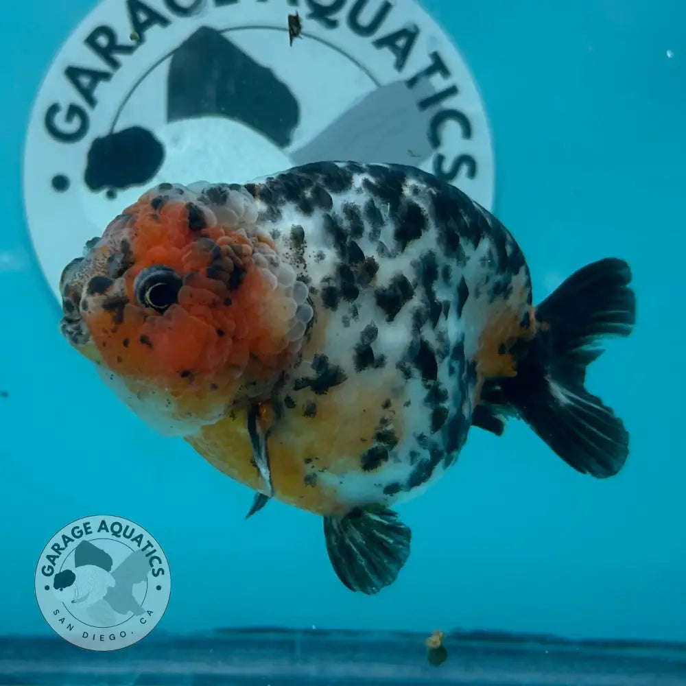 Chinese Ranchu Cow 3.5ββ Male (CHN-001) - GOLDFISH