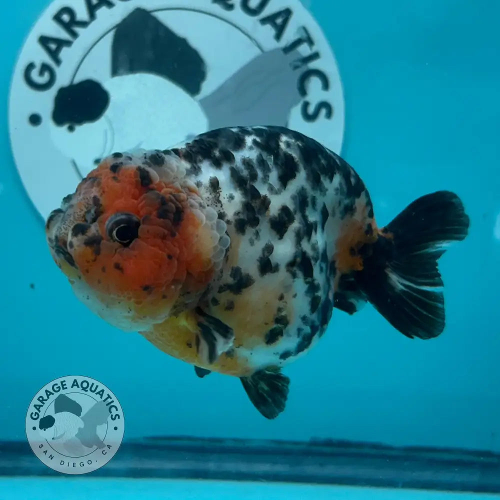 Chinese Ranchu Cow 3.5ββ Male (CHN-001) - GOLDFISH
