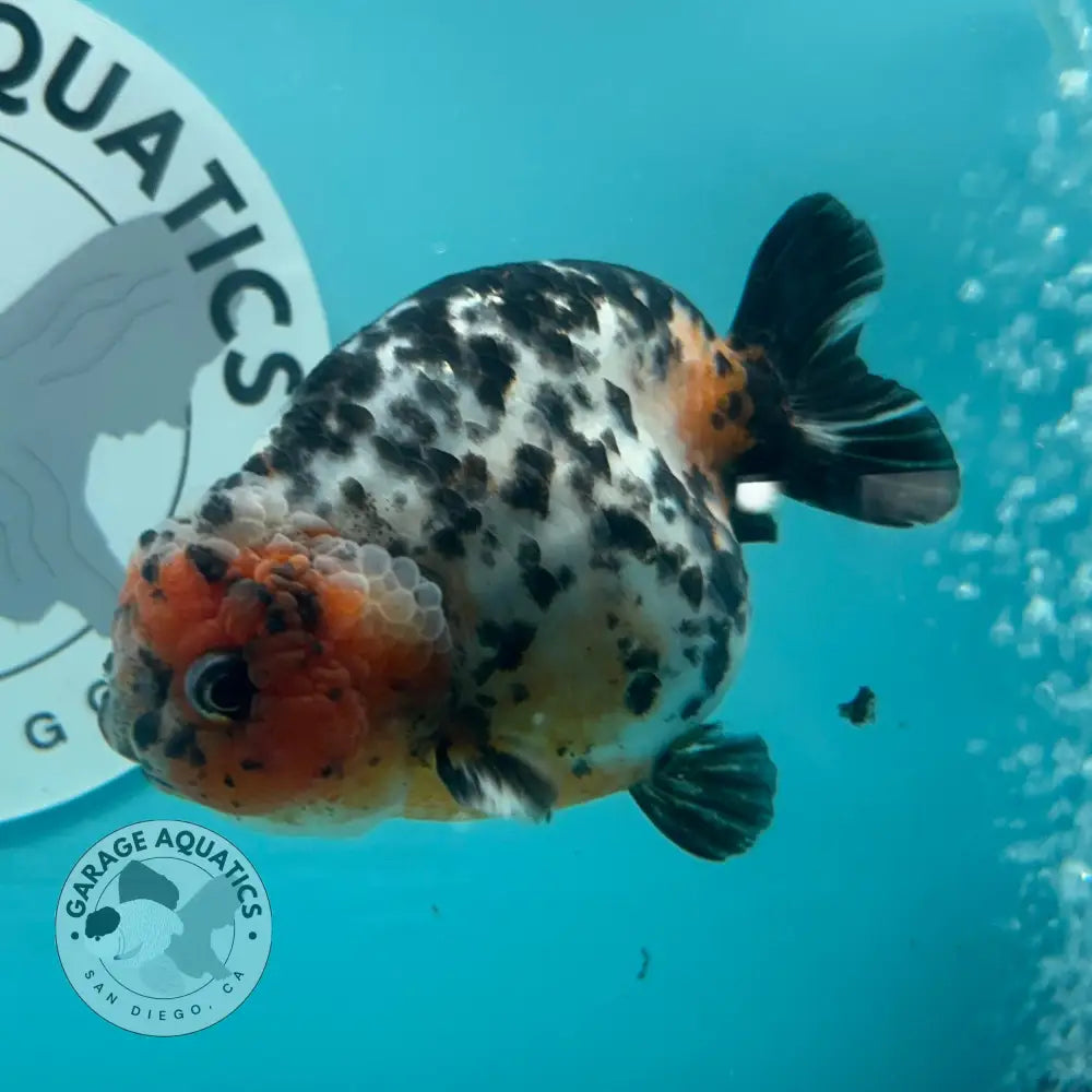 Chinese Ranchu Cow 3.5โโ Male (CHN-001) - GOLDFISH