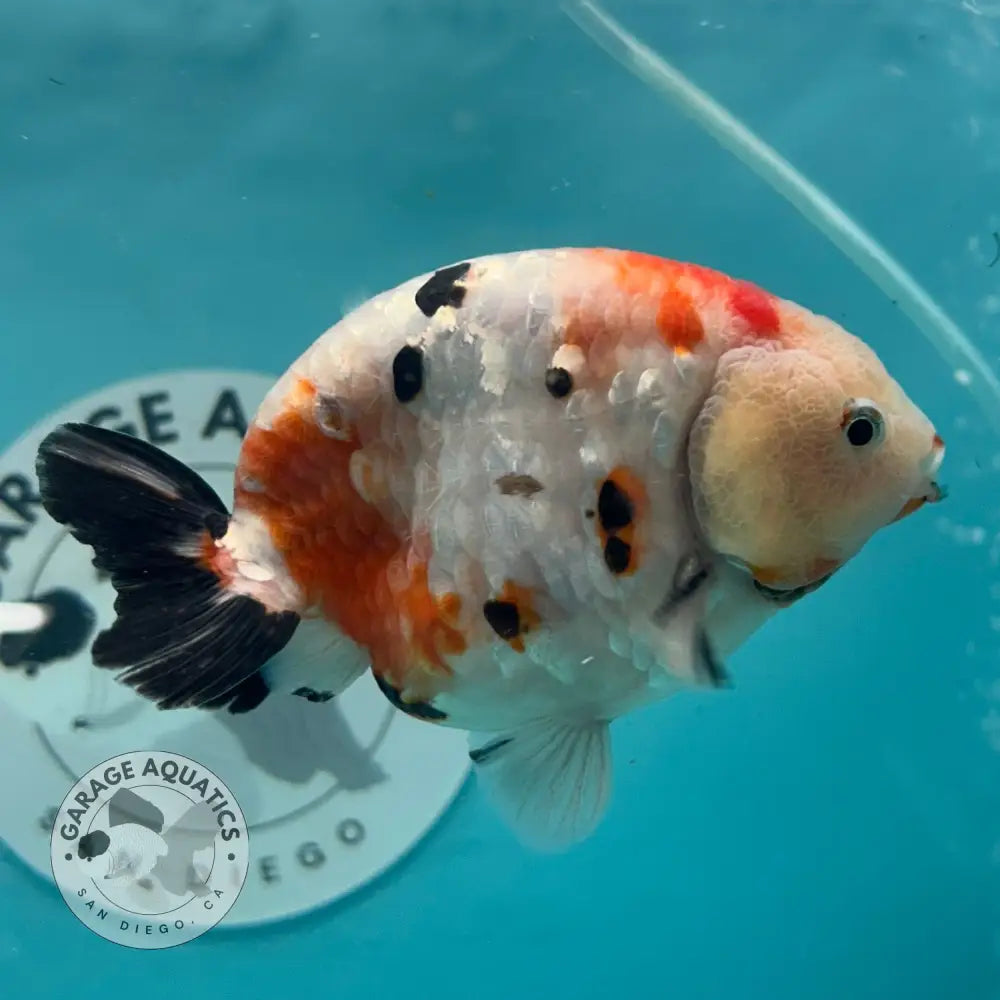 Chinese Ranchu Cow 3.5โโ Male (CHN-002) - GOLDFISH