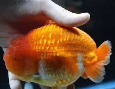 Red and White Thai Jumbo Ranchu Goldfish, 4"-5" Body (Our Choice)