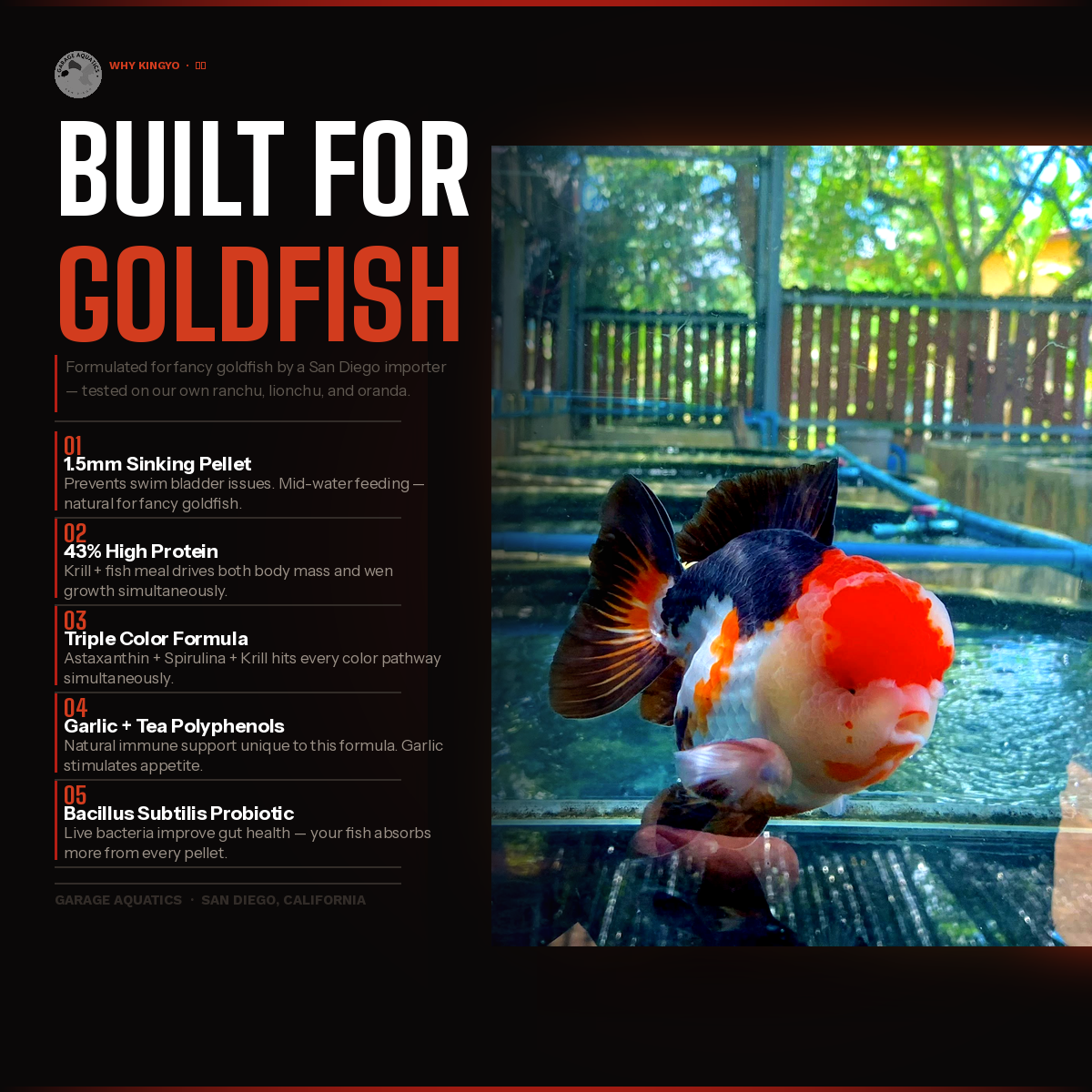 Kingyo 金魚 | Premium Goldfish Food | Sinking Pellet | Head Growth + Color | Krill Meal + Astaxanthin | Garage Aquatics