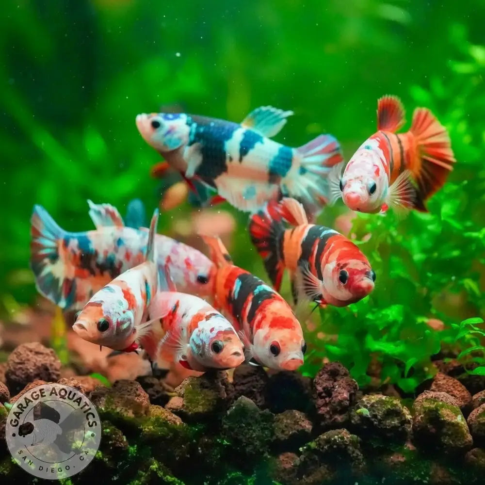 Koi Nemo Female Betta Sorority Pack BETTA