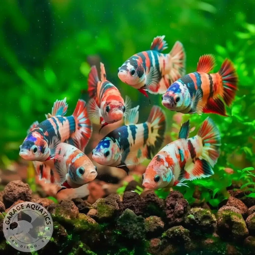 Koi Nemo Female Betta Sorority Pack BETTA