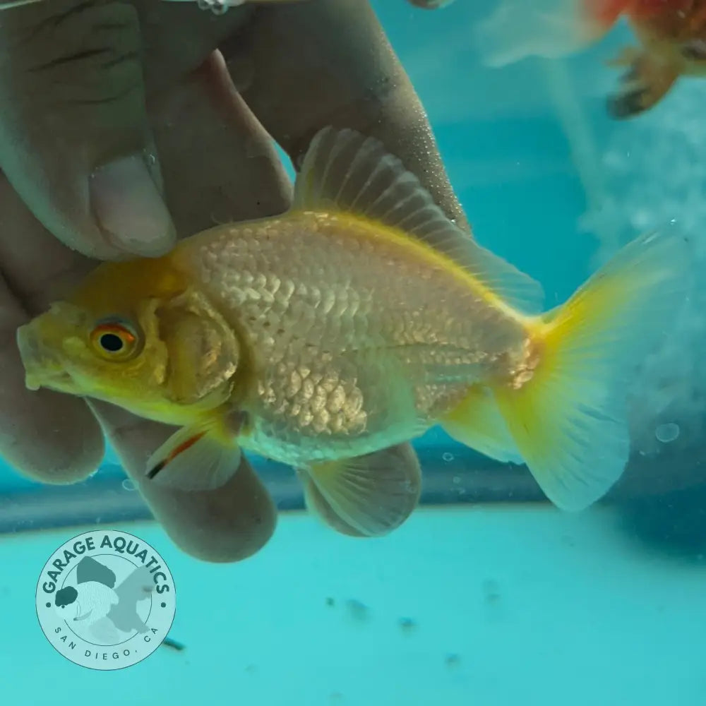 Lemon Head White Thai Yuanbao Oranda Goldfish 2.5โโ Body Male (NPC-110) - GOLDFISH