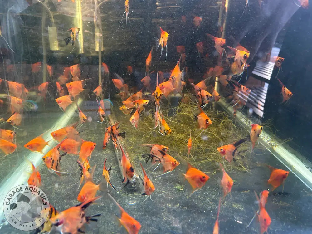 Live Fancy Fish – Sunset Angelfish – Rare Line-Bred Pterophyllum scalare (Our Choice) Sunset / Small Angelfish