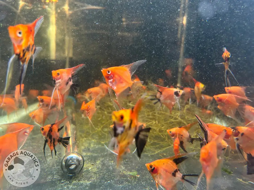 Live Fancy Fish – Sunset Angelfish – Rare Line-Bred Pterophyllum scalare (Our Choice) Sunset / Small Angelfish