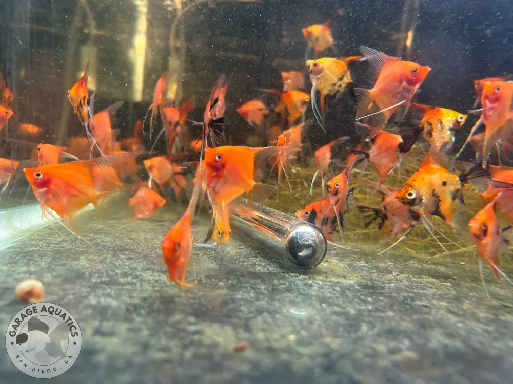 Live Fancy Fish – Sunset Angelfish – Rare Line-Bred Pterophyllum scalare (Our Choice) Sunset / Small Angelfish