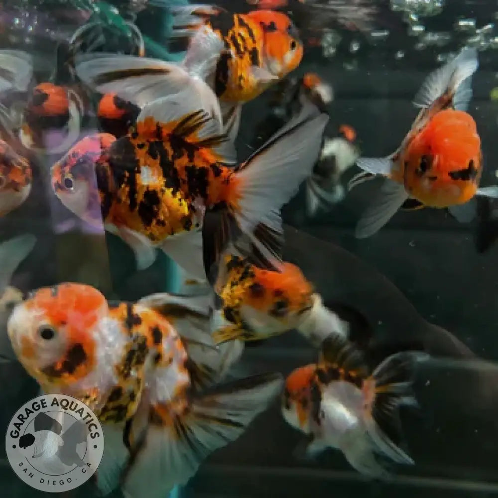 Live Fancy Goldfish Premium Thai Oranda 2’’ Body Tiger Pattern (Our Choice) 2’’ Body / Mix GOLDFISH
