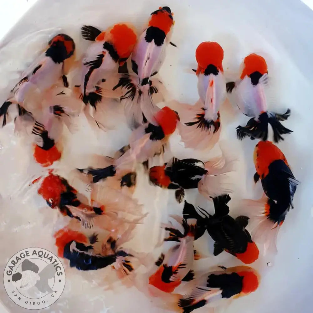 Live Fancy Goldfish Premium Thai Oranda Tri-Color (Our Choice) GOLDFISH