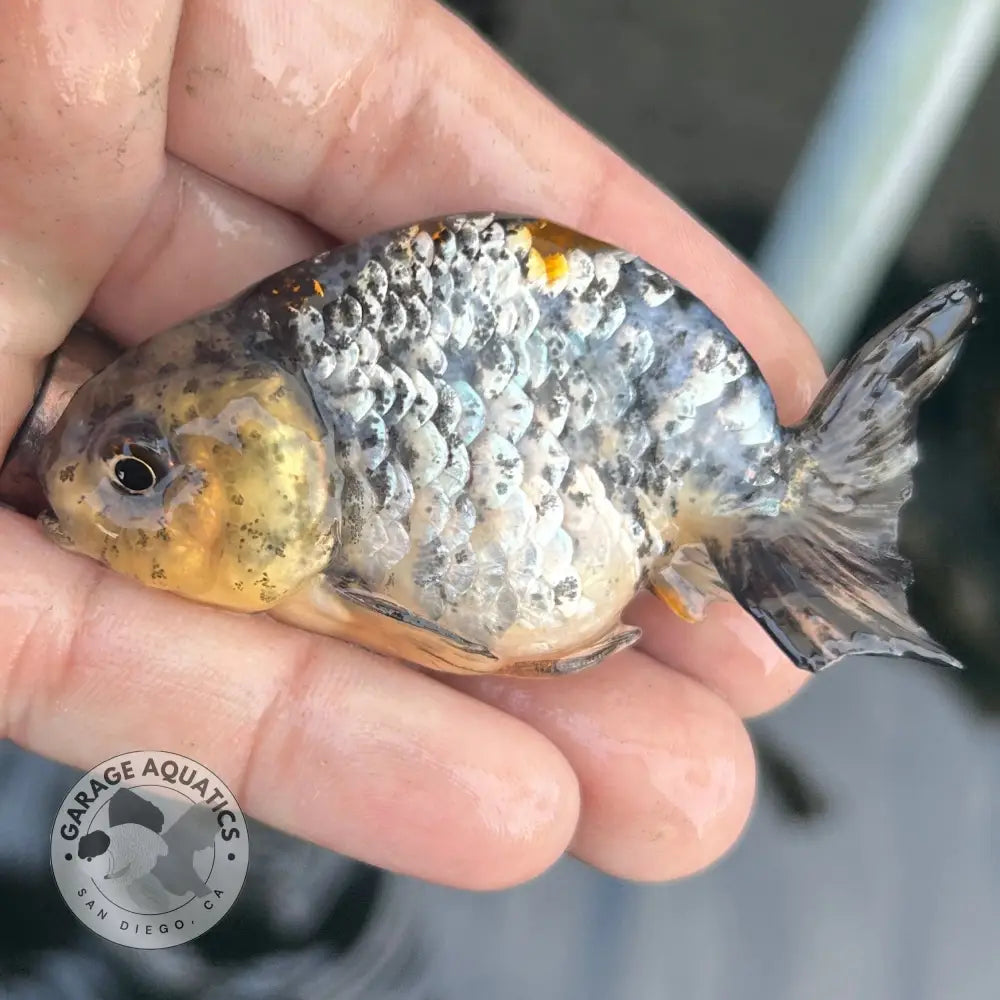 Live Premium Fancy Goldfish Ranchu White Tiger 2.5ββ Body (JC-131) BlackTub #4 - 2.5ββ Body / White tiger / Male