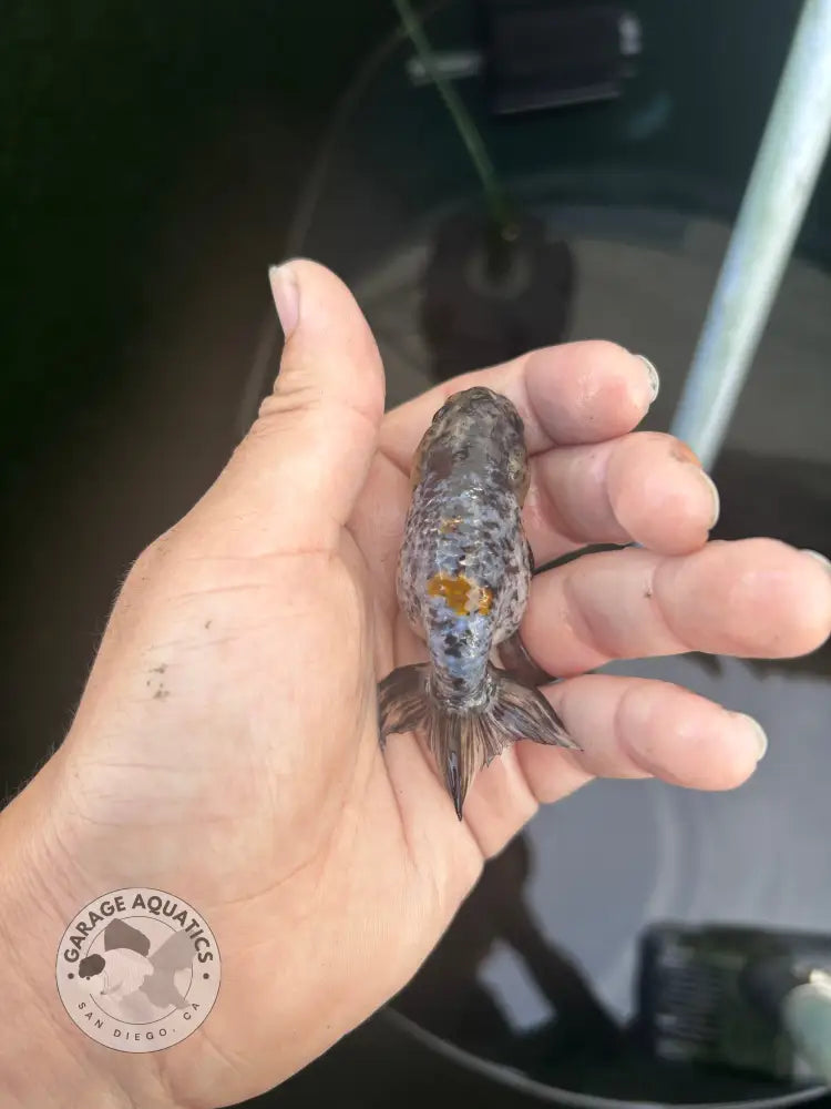 Live Premium Fancy Goldfish Ranchu White Tiger 2.5ββ Body (JC-131) BlackTub #4 - 2.5ββ Body / White tiger / Male