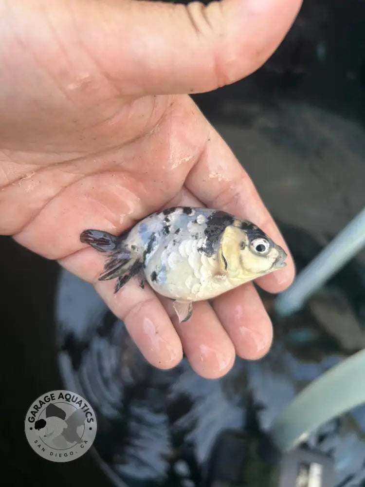 Live Premium Fancy Goldfish Ranchu White Tiger 2.5ββ Body (JC-139) BlackTub #4 - 2.5ββ Body / White Tiger - GOLDFISH