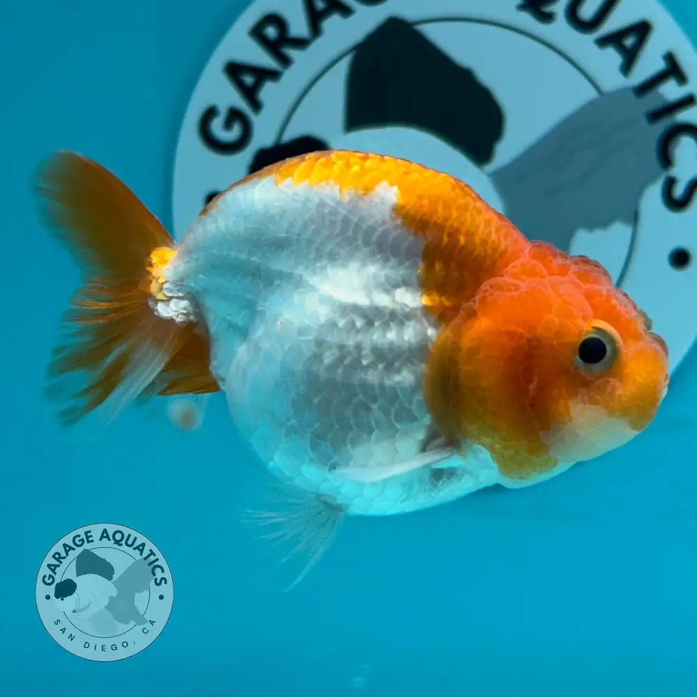 An orange and white goldfish swimming in a bright blue tank, with a circular Garage Aquatics sticker visible on the back wall.