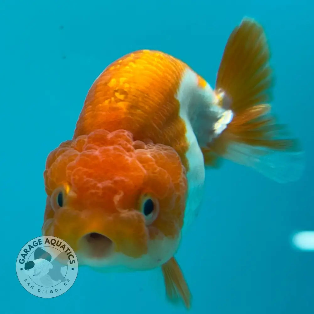 Live Premium Fancy Goldfish Thai Lionchu Red & White 3’’ Male Body (DON-001) - Red & White - GOLDFISH