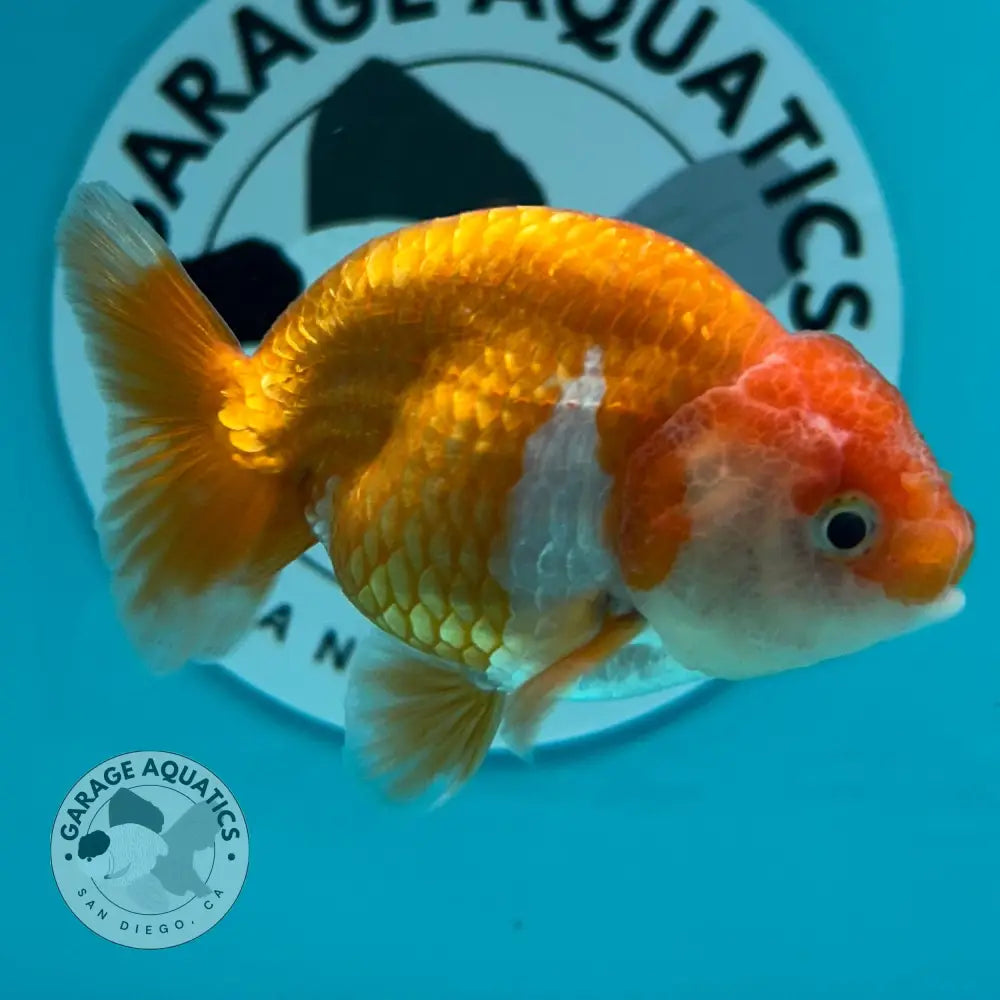 Live Premium Fancy Goldfish Thai Lionchu Red & White 3’’ Male Body (DON-002) - Red & White - GOLDFISH