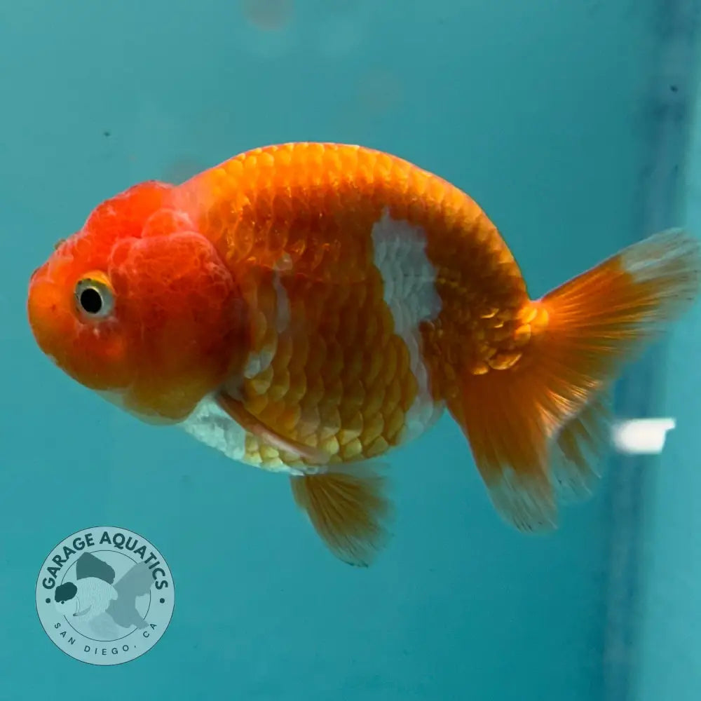Live Premium Fancy Goldfish Thai Lionchu Red & White 3’’ Male Body (DON-002) - Red & White - GOLDFISH