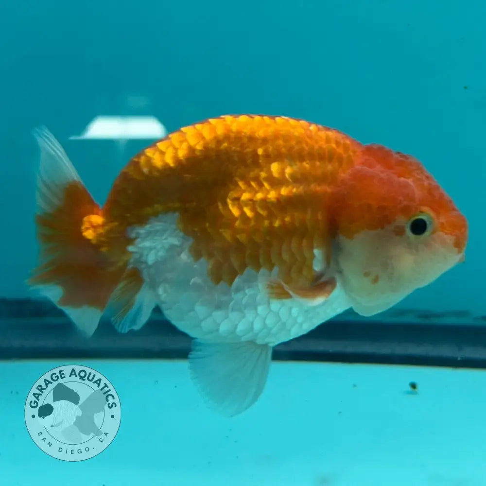 An orange and white goldfish swimming inside a blue-tinted aquarium tank, with part of another fish visible on the left and a round sticker on the right wall.