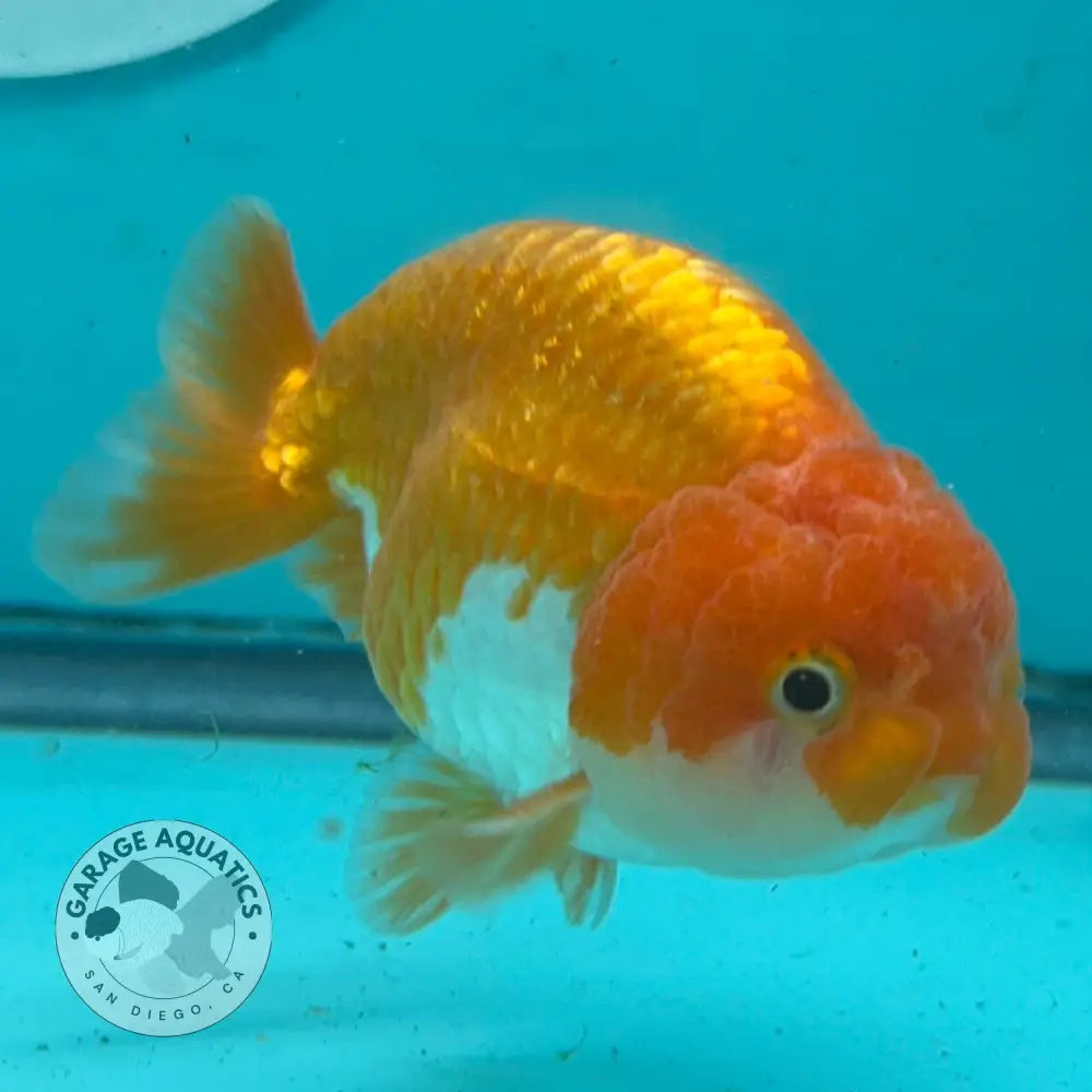 A live orange and white goldfish swimming in a blue-tinted aquarium with an air bubble column and a San Diego logo on the glass.