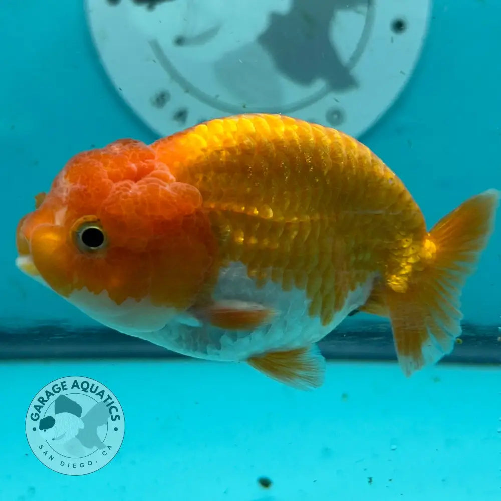 Live Premium Fancy Goldfish Thai Lionchu Red & White 3’’ Male Body (DON-006) - Red & White - GOLDFISH