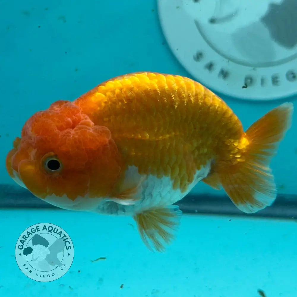 An orange and white ramsello fish swimming in a blue-tinted aquarium, with a Garage Aquatics San Diego sticker visible on the back wall.