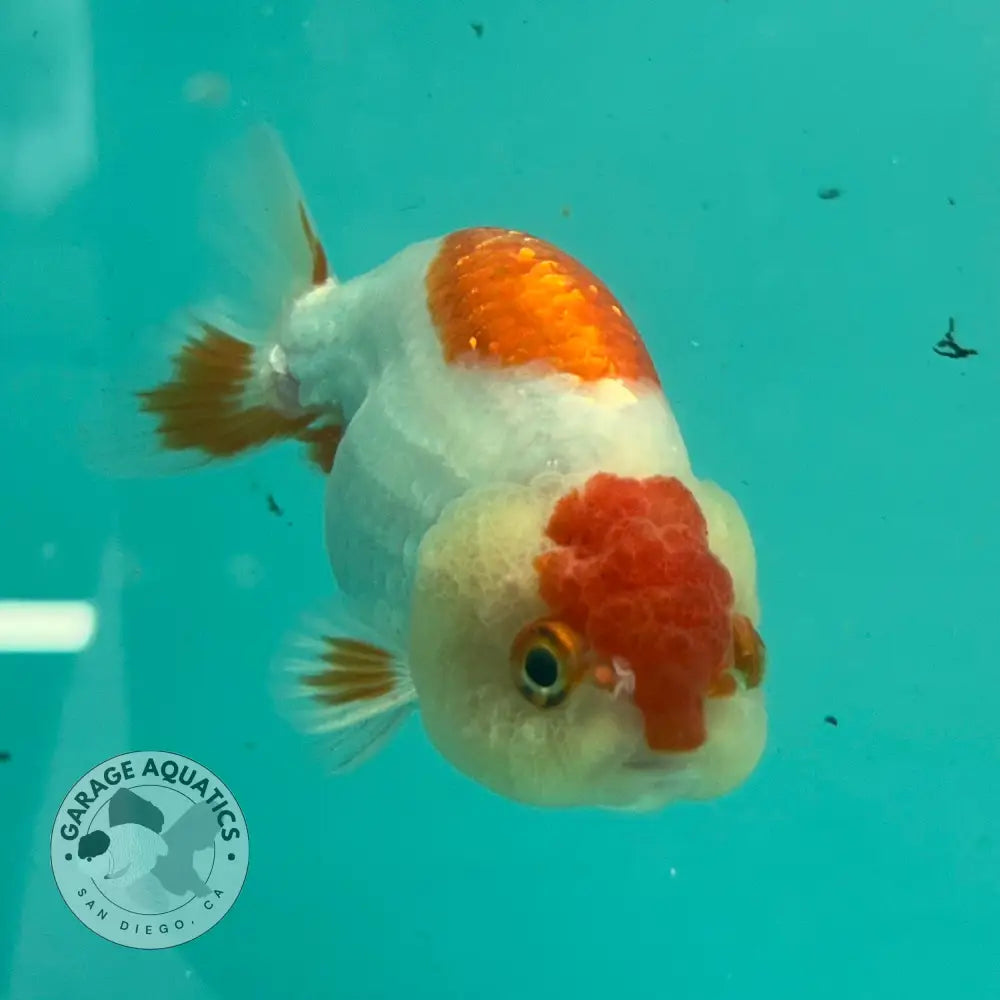 Live Premium Fancy Goldfish Thai Lionchu Red & White 3’’ Male Body (DON-011) - GOLDFISH