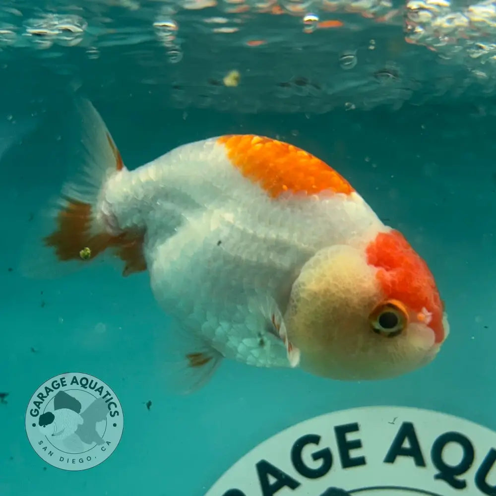 Live Premium Fancy Goldfish Thai Lionchu Red & White 3’’ Male Body (DON-011) - GOLDFISH
