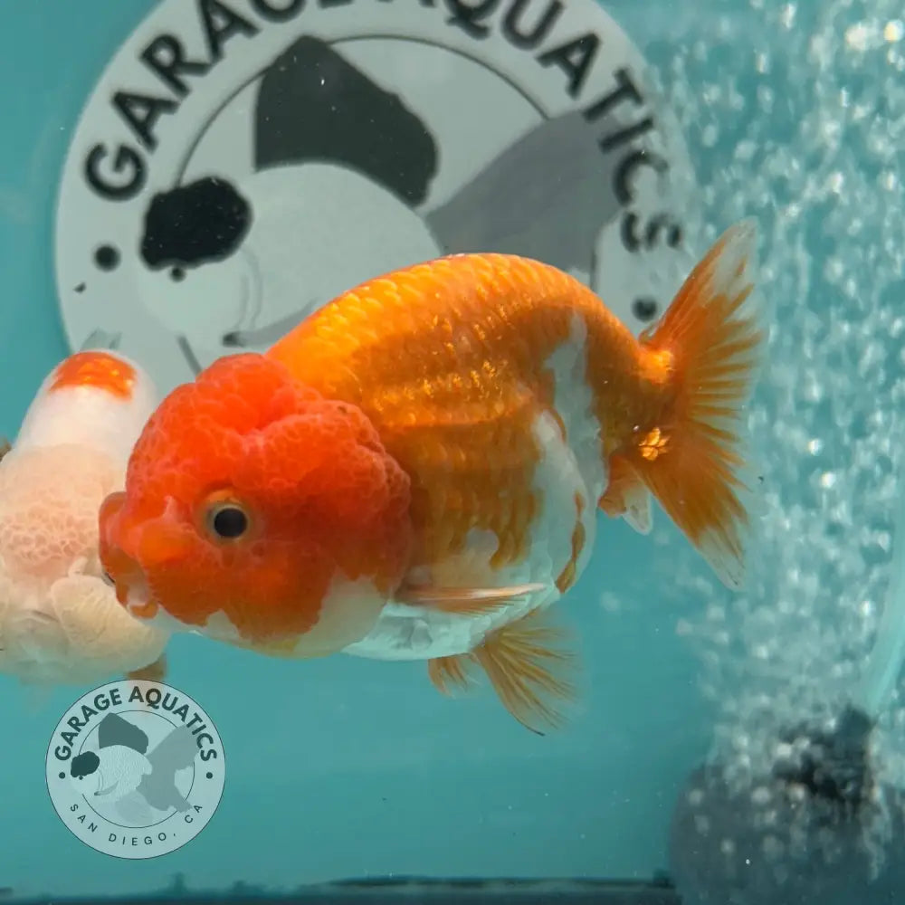 Live Premium Fancy Goldfish Thai Lionchu Red & White 3ββ Male Body (DON-015) - GOLDFISH