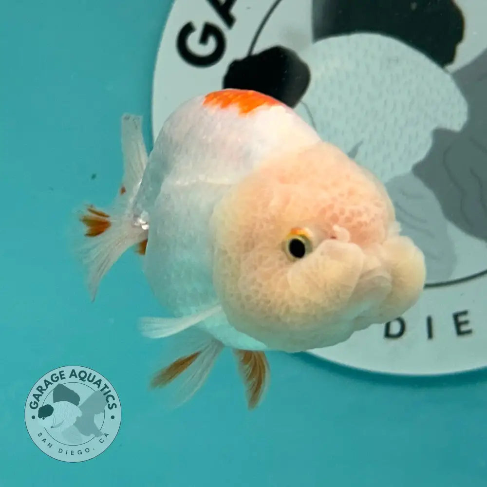 Live Premium Fancy Goldfish Thai Lionchu Red & White 3ββ Male Body (DON-016) - GOLDFISH