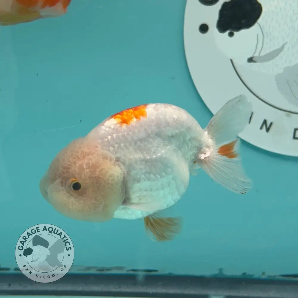 Live Premium Fancy Goldfish Thai Lionchu Red & White 3ββ Male Body (DON-016) - GOLDFISH
