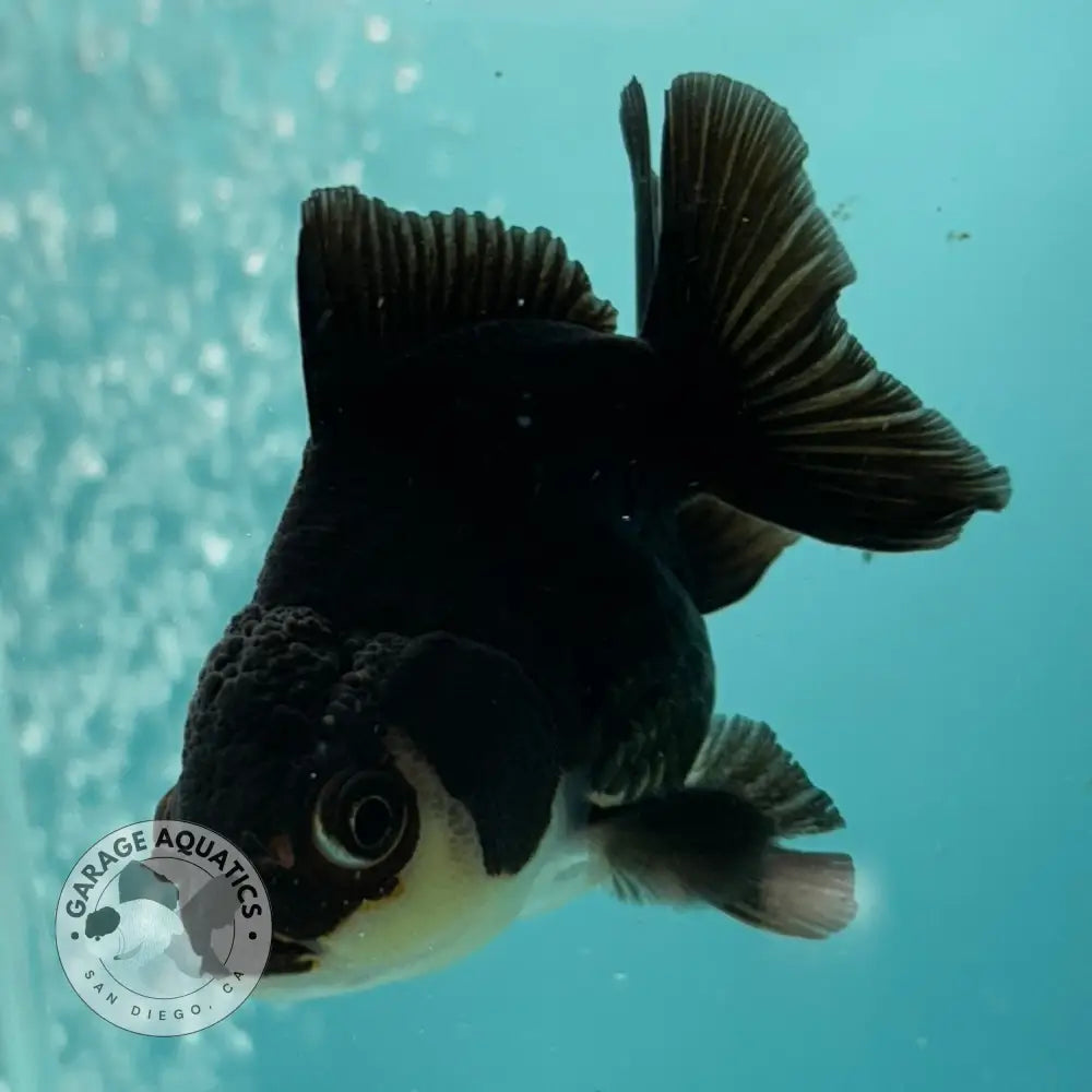 Live Premium Fancy Goldfish Thai Oranda Panda 2.5โโ Male Body (SAK-009) - GOLDFISH