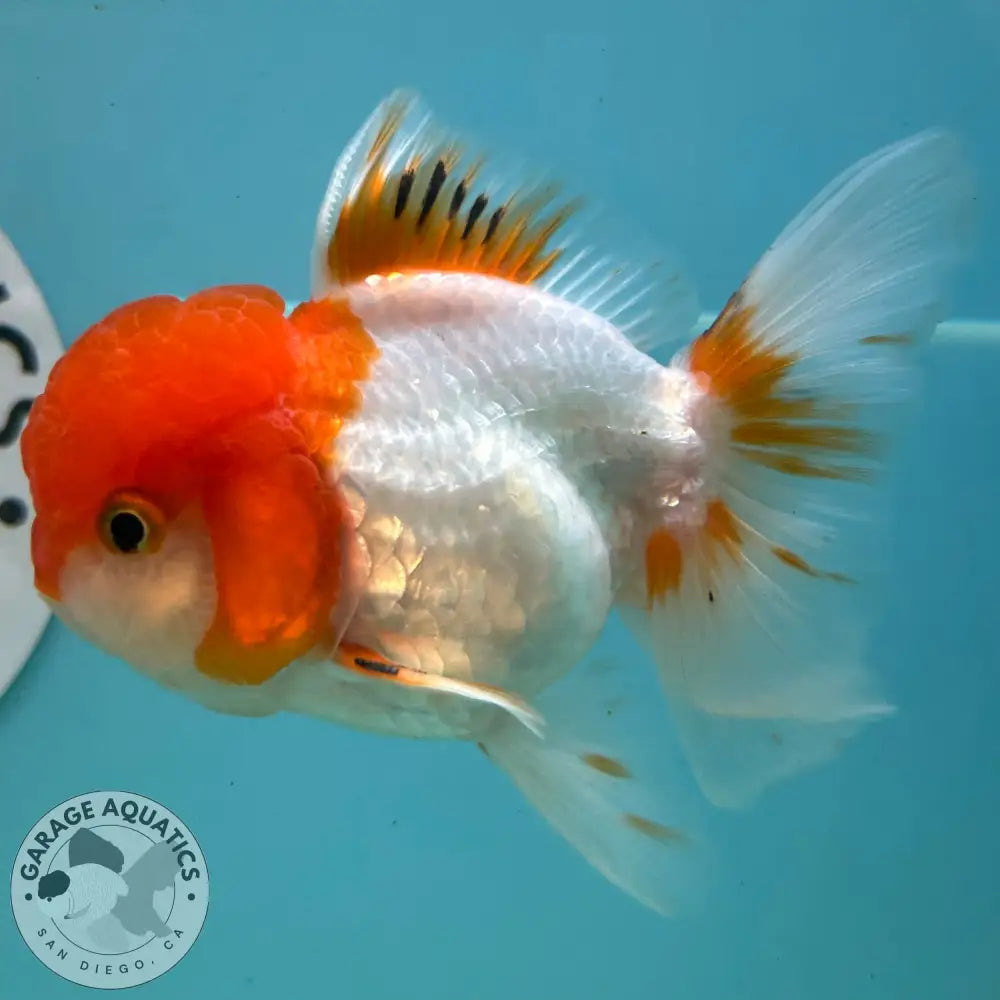 Live Premium Fancy Goldfish Thai Oranda Red & White 3.5” body Male 7 Months (JC-113) R1C03 3.5’’ Body / Red & White