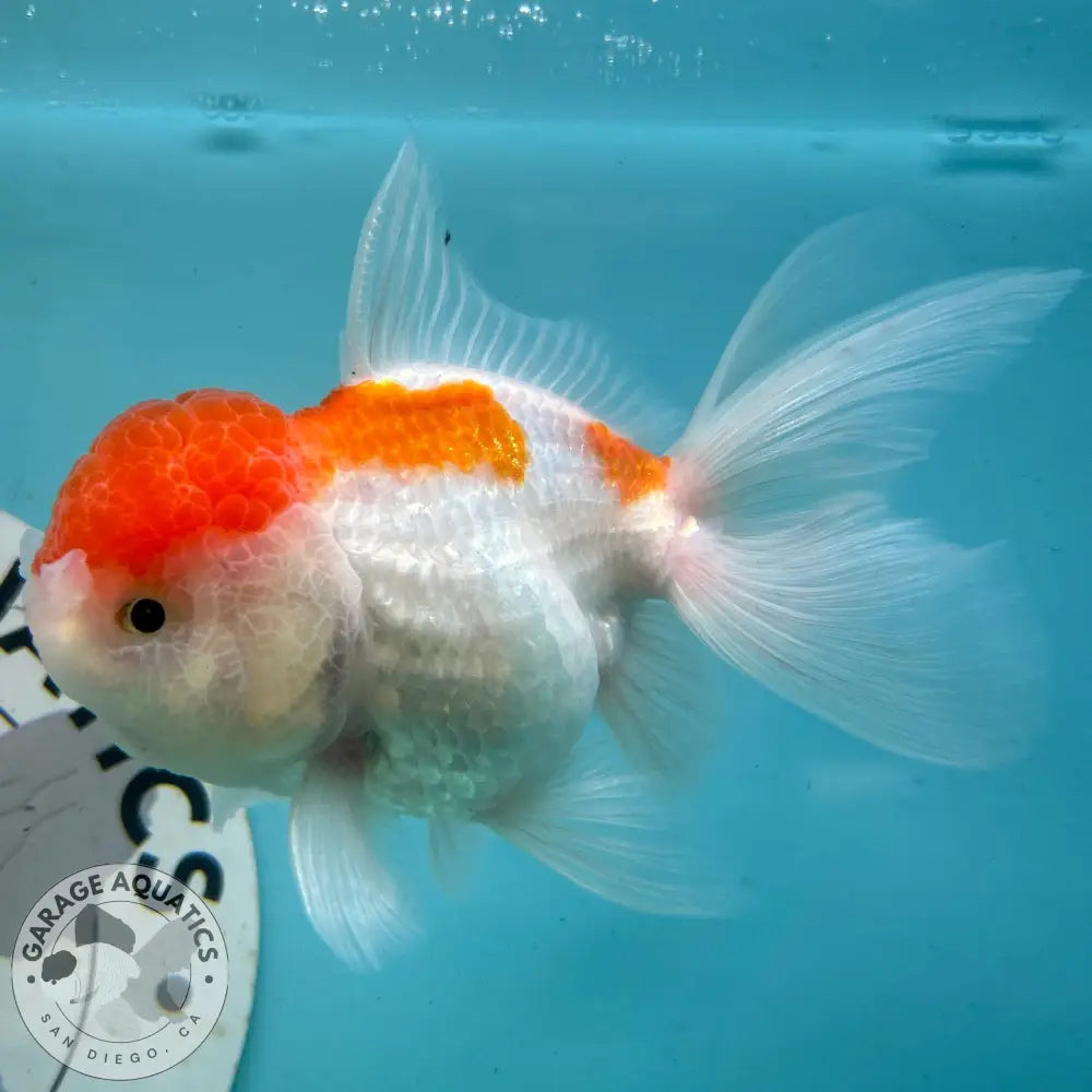 Live Premium Fancy Goldfish Thai Oranda Red & White 3” body Female 5 Months (JC-114) R1C03 3’’ Body / Red & White