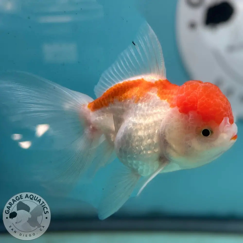 Live Premium Fancy Goldfish Thai Oranda Red & White 3” body Female 5 Months (JC-114) R1C03 3’’ Body / Red & White