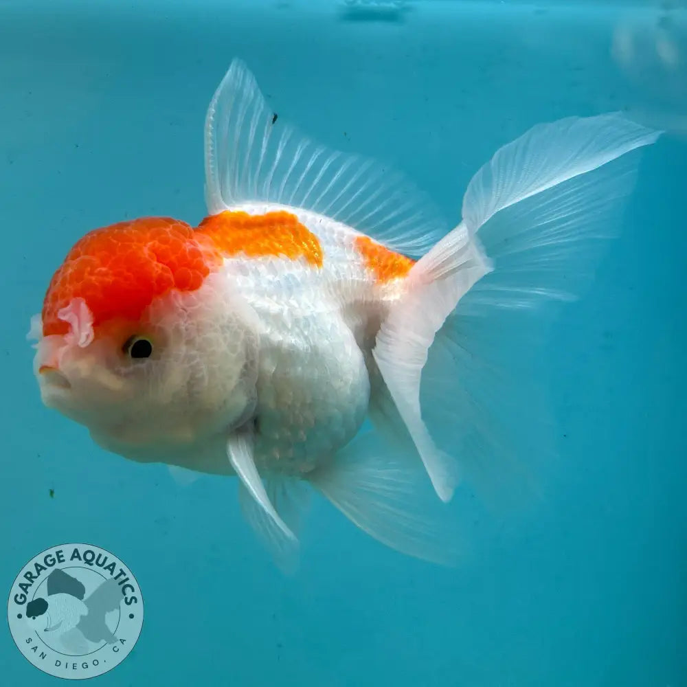 Live Premium Fancy Goldfish Thai Oranda Red & White 3” body Female 5 Months (JC-114) R1C03 3’’ Body / Red & White