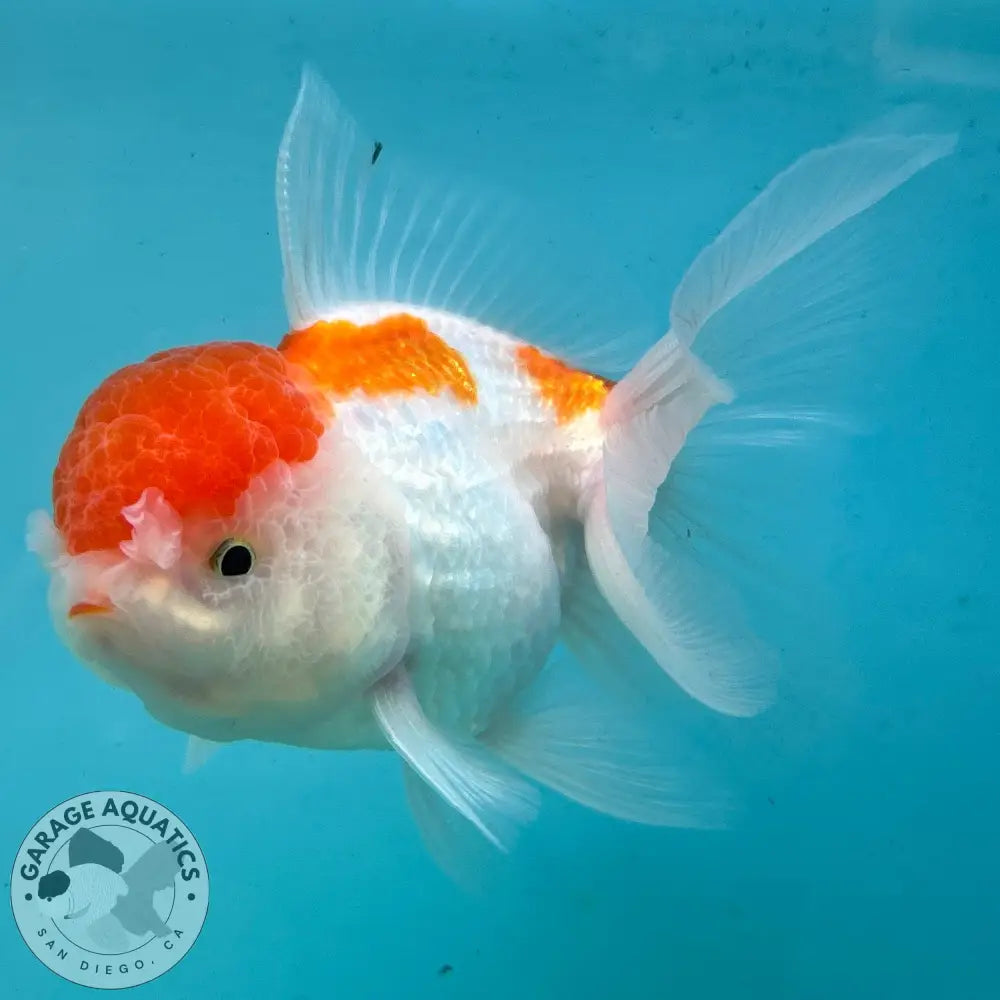 Live Premium Fancy Goldfish Thai Oranda Red & White 3” body Female 5 Months (JC-114) R1C03 3’’ Body / Red & White