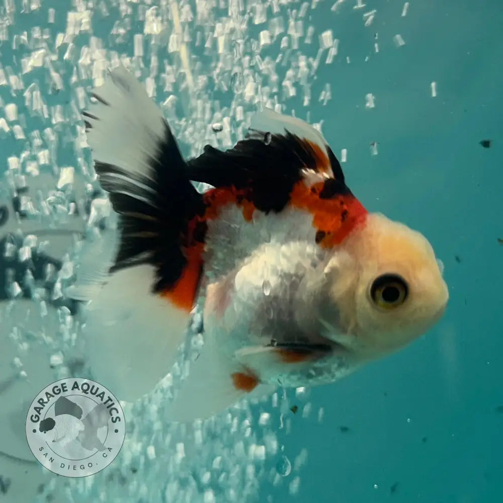 Live Premium Fancy Goldfish Thai Oranda Tri-Color 2.5’’ Male Body (SAK-005) - GOLDFISH