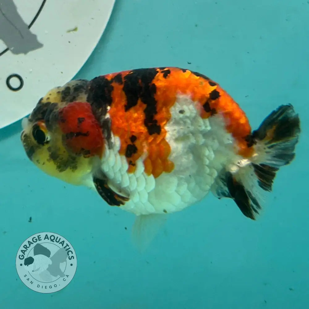 Live Premium Fancy Goldfish Thai Short Tail Lionchu Red Tiger Calico 3’’ Male Body (DON-007) - Red Tiger Calico