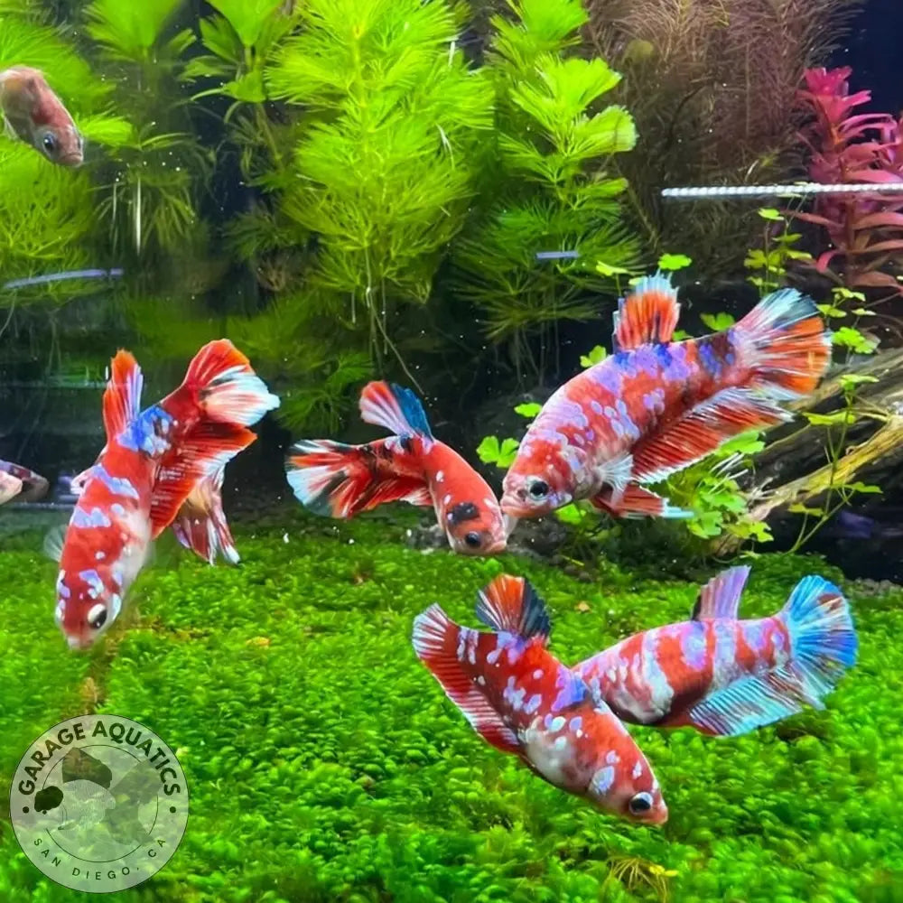 Mixed Koi Red Female Betta Sorority Pack BETTA