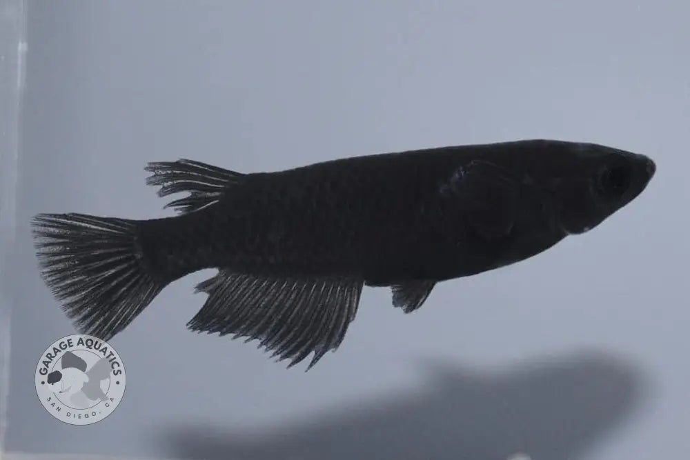 Orochi Black Medaka Ricefish 1’’ Adult (Our Choice) - Medaka
