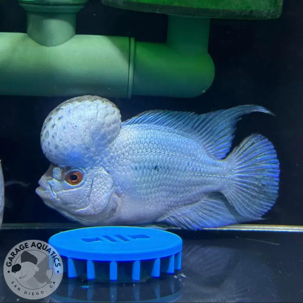 PREMIUM Thai Silk Flowerhorn MALE (Our Choice) FLOWERHORN