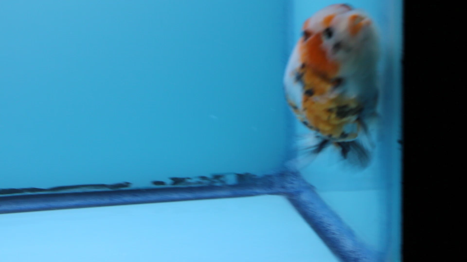 Live Premium Fancy Goldfish Ranchu Galaxy Calico Male 3.5” body 8 Months (JC-059)
