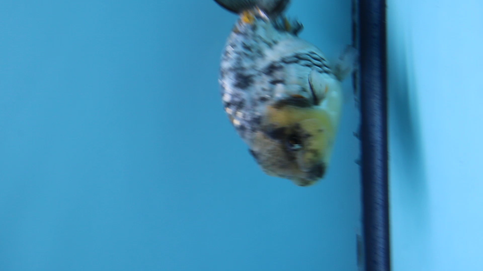 Live Premium Fancy Goldfish Thai Ranchu White Tiger Male 3.5” body 8 Months