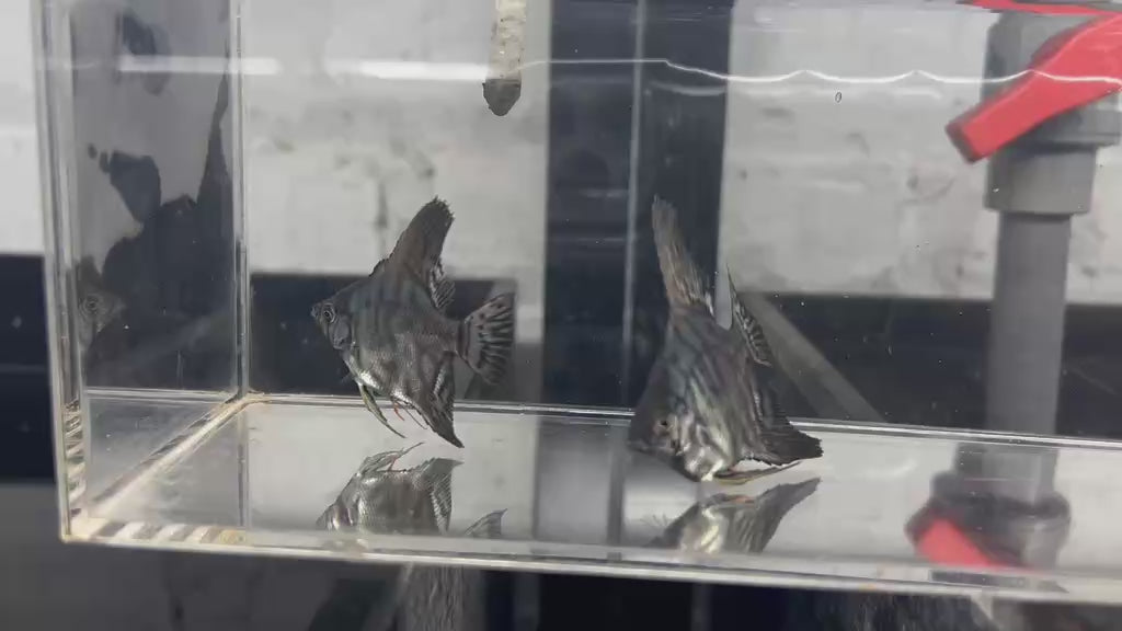 Live Fancy Fish – Leopard Angelfish Stunning Rare Line-Bred Pterophyllum Scalare VIP Grade – Direct From Farm