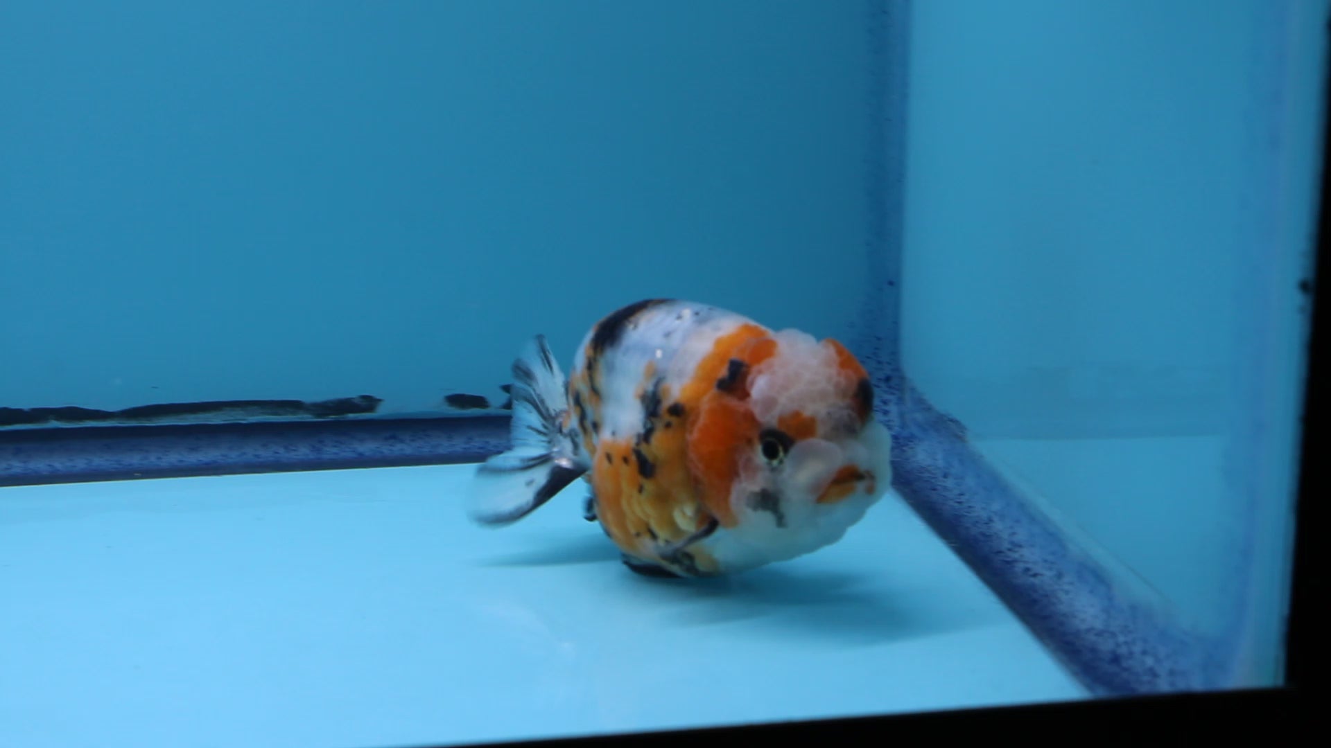 Live Premium Fancy Goldfish Ranchu Galaxy Calico Male 3.5” body 8 Months (JC-059)