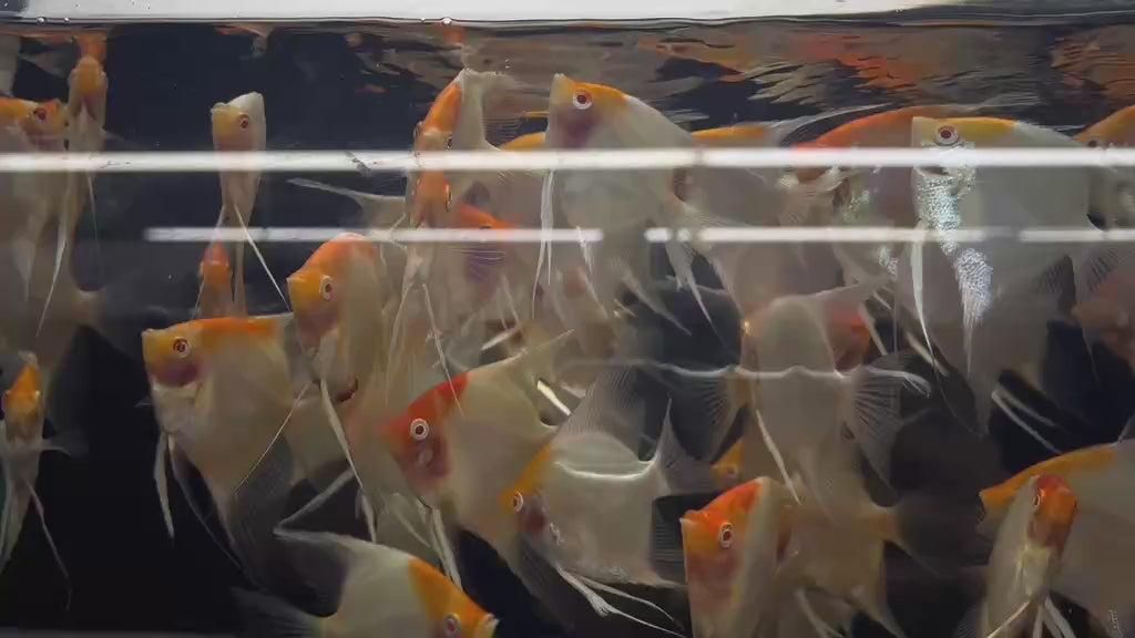 Live Fancy Fish – Albino Koi Angelfish – Rare Line-Bred Pterophyllum Scalare – (Our Choice)