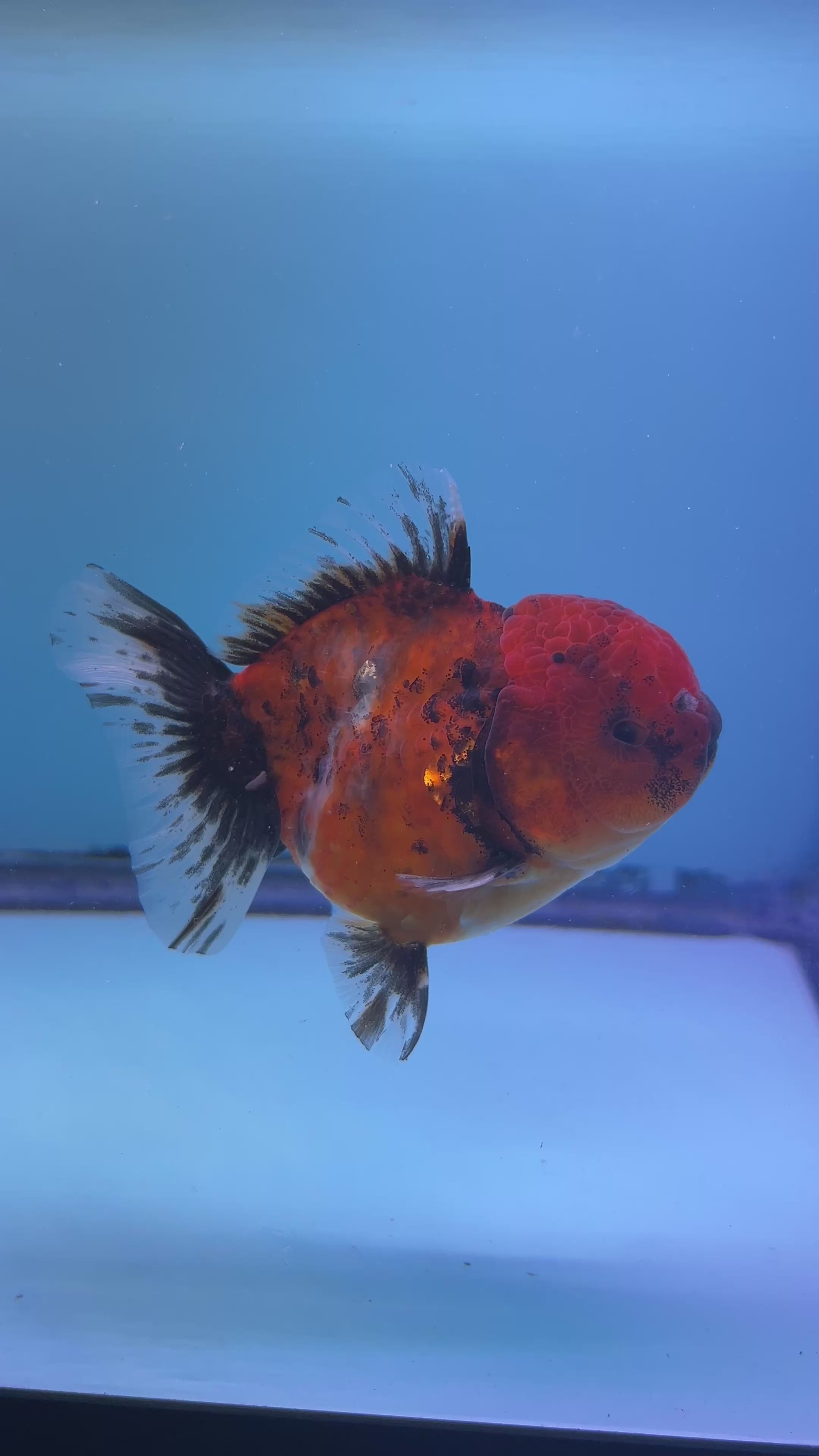 Live Premium Fancy Goldfish Thai Oranda Yuanbao Red Calico 3” body Female (JC-091) R1B03